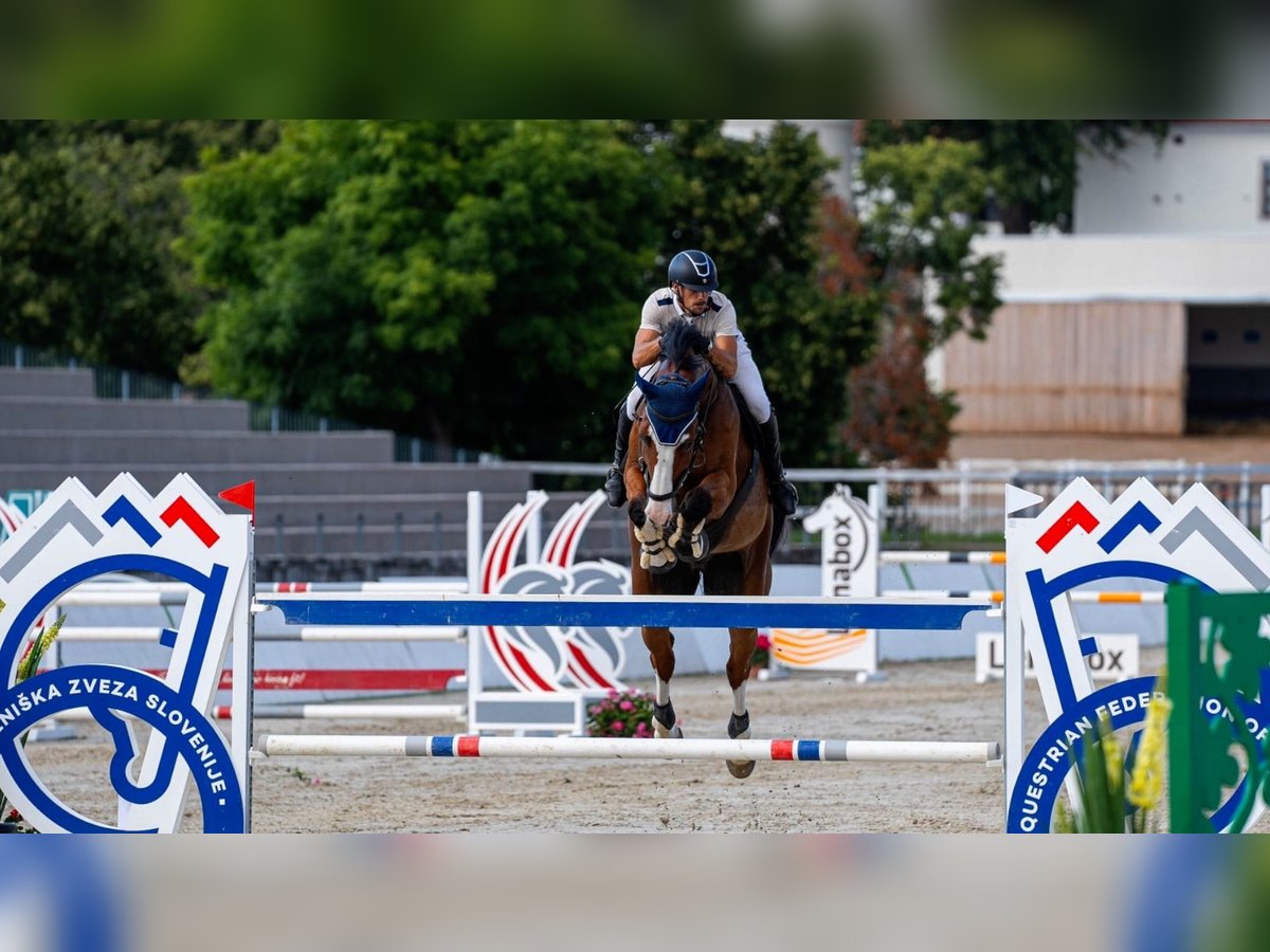 Belgijski koń gorącokrwisty Wałach 8 lat 175 cm Gniada in sežana