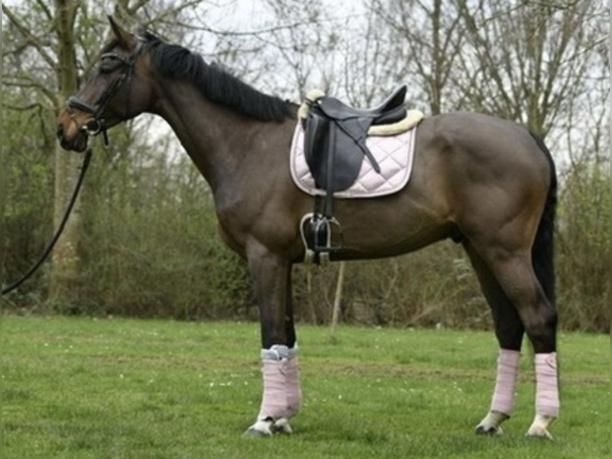 Belgijski koń gorącokrwisty Wałach 8 lat 178 cm Ciemnogniada in Pulheim