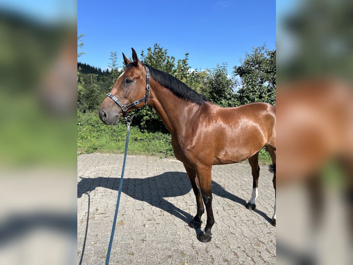 Belgijski koń gorącokrwisty Wałach 9 lat 172 cm Gniada in Murrhardt