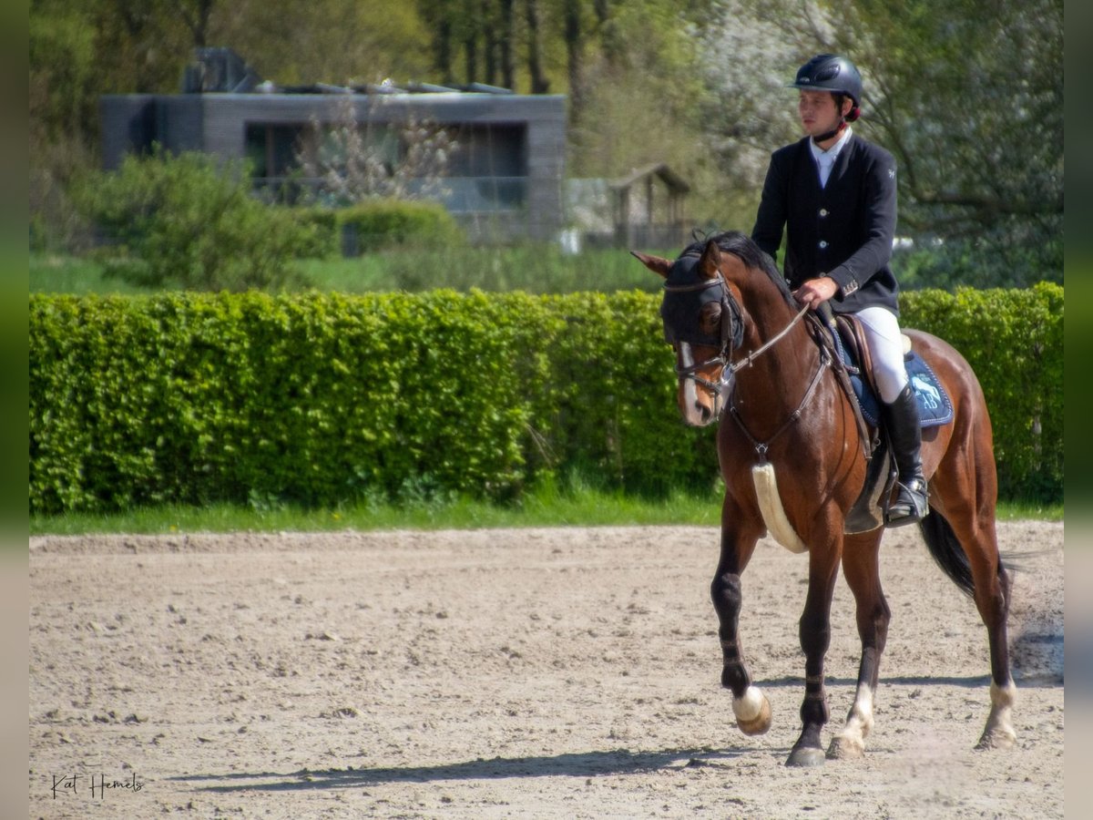 Belgijski koń gorącokrwisty Wałach 9 lat 172 cm Gniada in Sint-Pieters-Leeuw