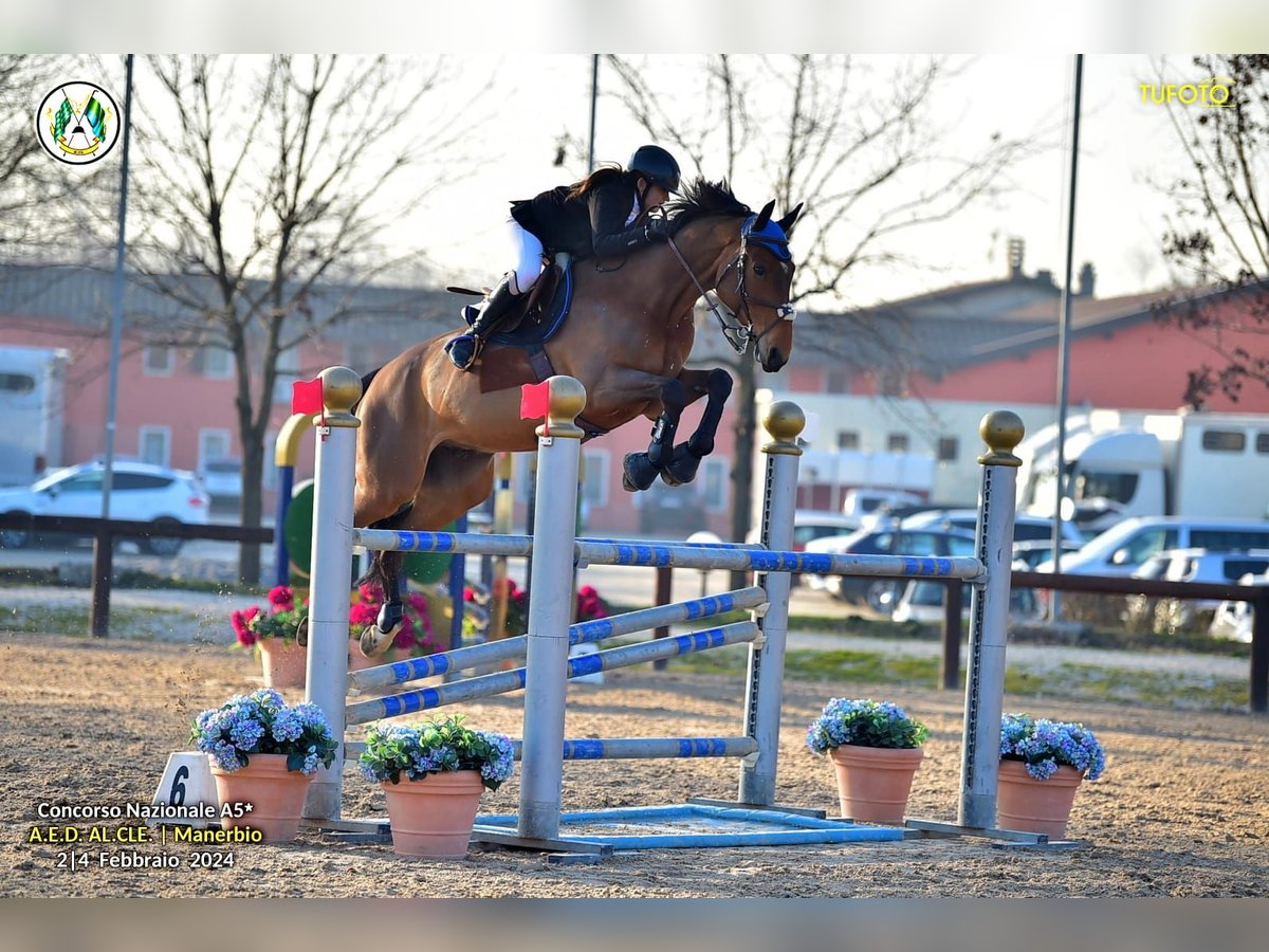 Belgijski koń gorącokrwisty Wałach 9 lat Gniada in Ozzano Dell&#39;Emilia