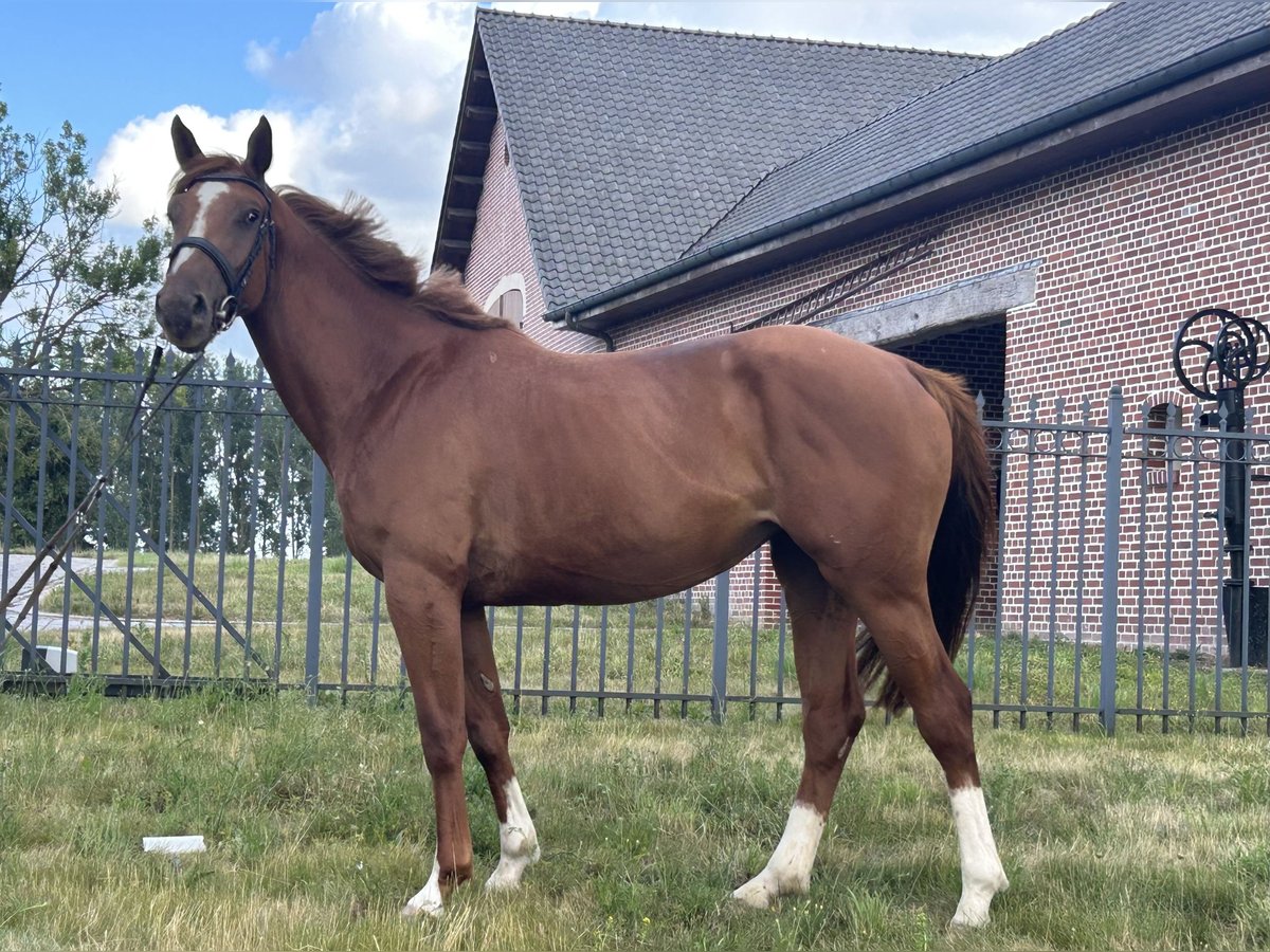Belgijski koń sportowy Klacz 3 lat 165 cm Kasztanowata in Denderhoutem