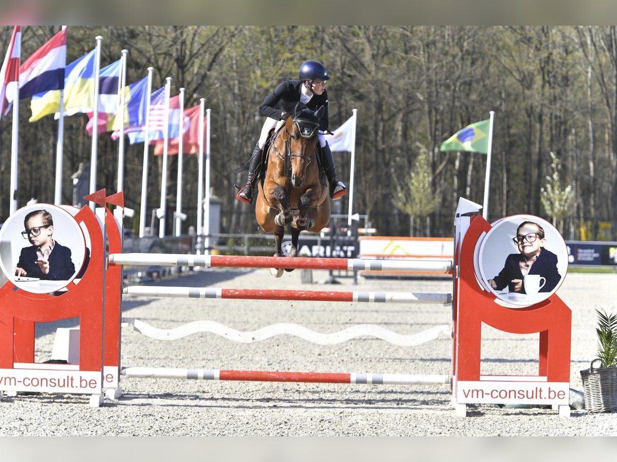 Belgijski koń sportowy Ogier 12 lat 179 cm Gniada in Biberist