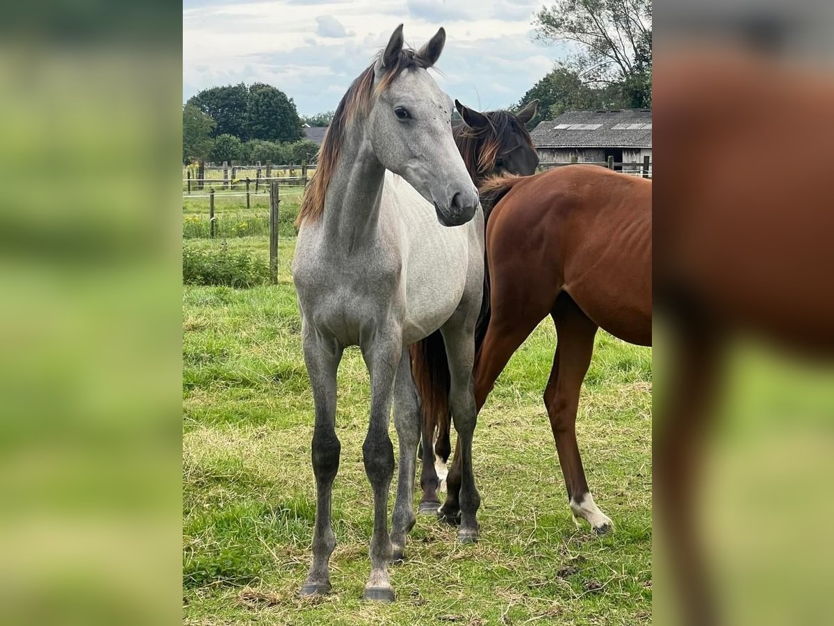 Belgijski koń sportowy Ogier 1 Rok 170 cm Stalowosiwy in Wetteren