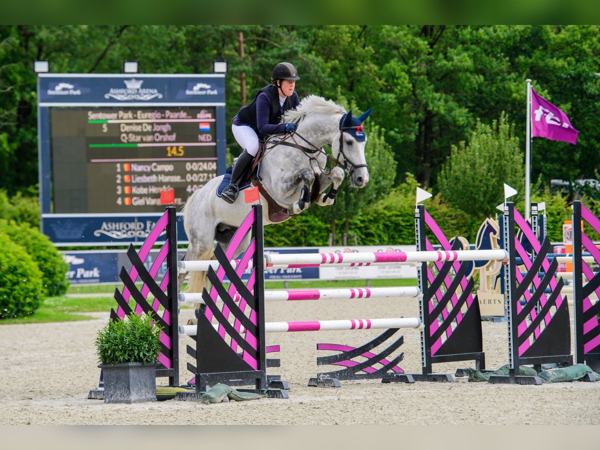 Belgijski koń sportowy Ogier 9 lat 163 cm Siwa in Neerglabbeek