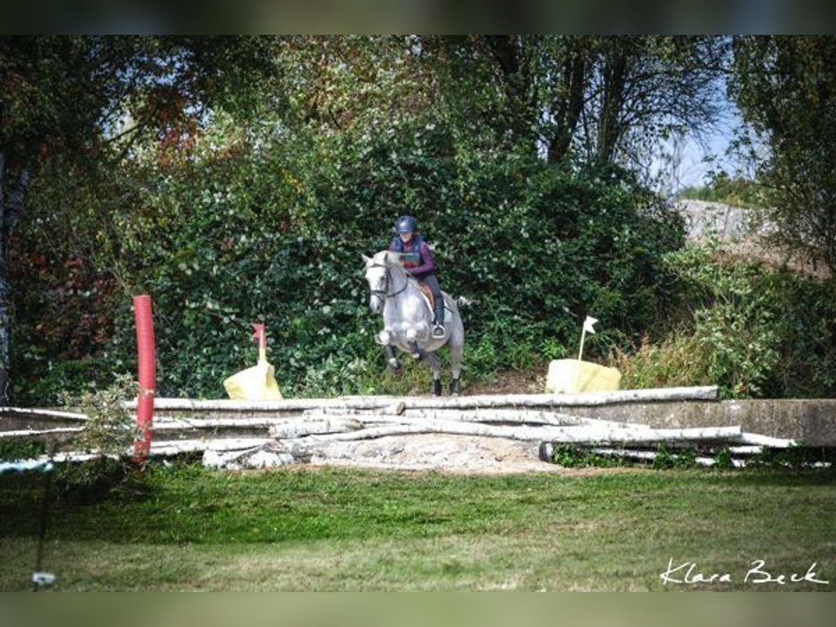 Belgijski koń sportowy Wałach 10 lat 152 cm Siwa w hreczce in Brumath