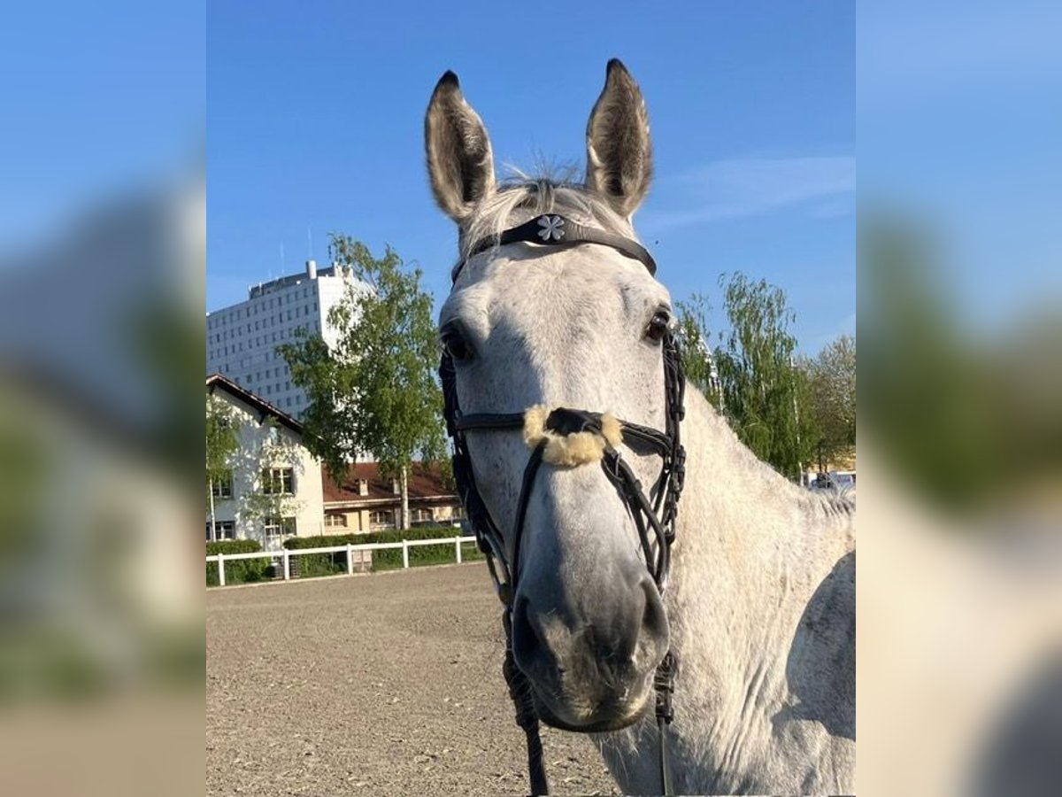 Belgijski koń sportowy Wałach 12 lat 168 cm Siwa in Bern