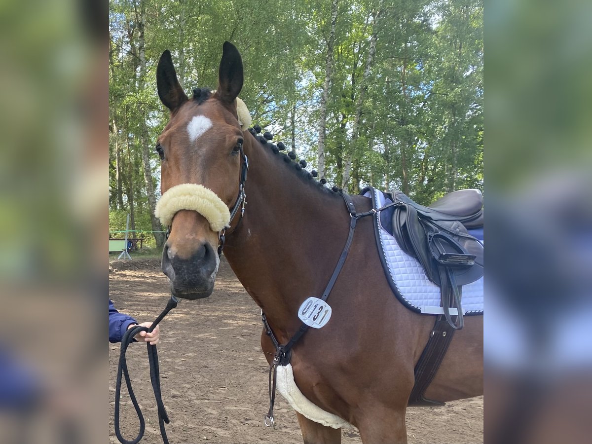 Belgijski koń sportowy Wałach 14 lat 176 cm Gniada in Grapzow Belgijski koń sportowy Wałach 14 lat 176 cm Gniada in Grapzow