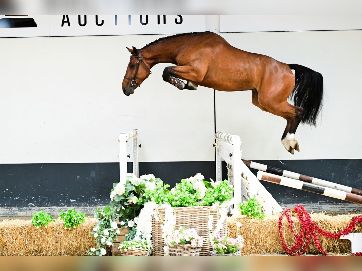 Belgijski koń sportowy Wałach 4 lat 166 cm Gniada in Bladel