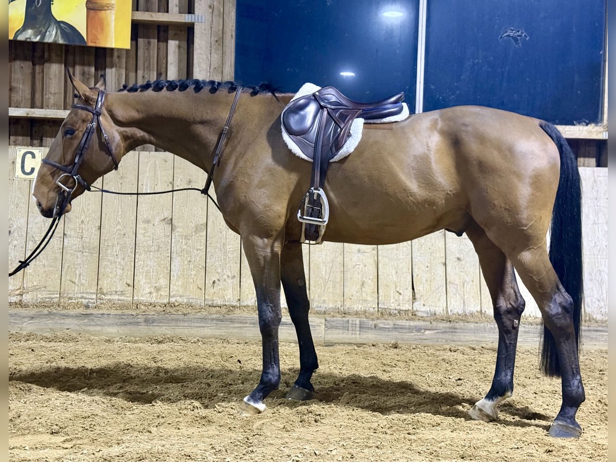 Belgijski koń sportowy Wałach 7 lat 168 cm Gniada in Altusried