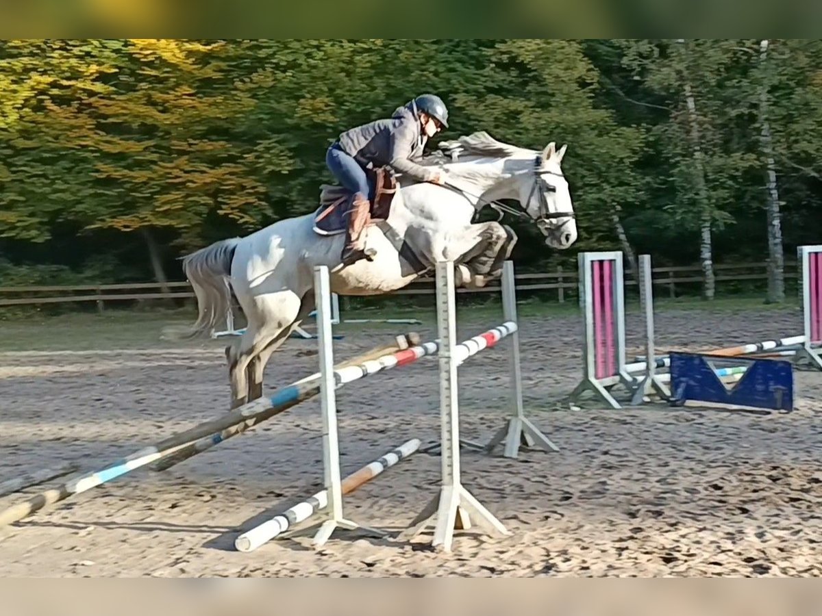 Belgijski koń sportowy Wałach 10 lat 166 cm Siwa in Braunschweig