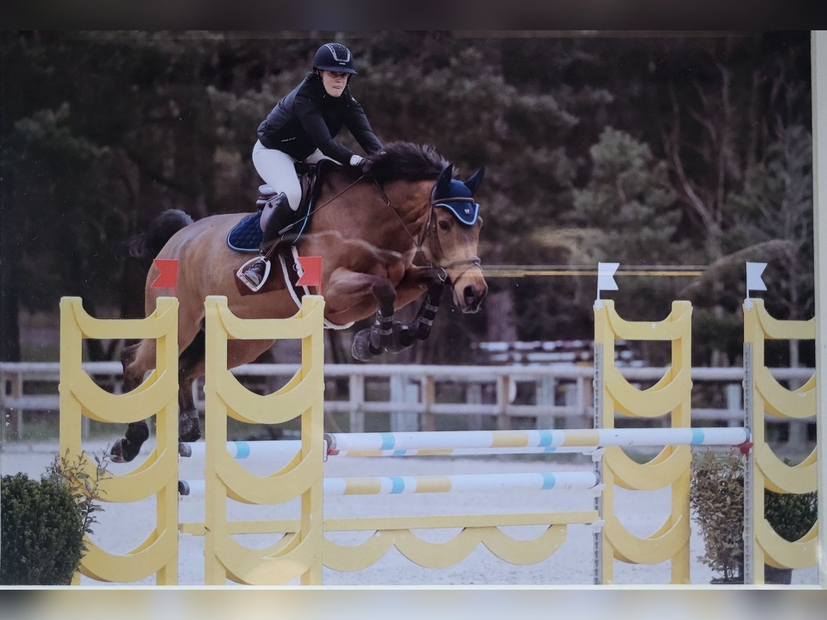 Belgijski koń sportowy Wałach 11 lat 169 cm Ciemnogniada in Barbizon