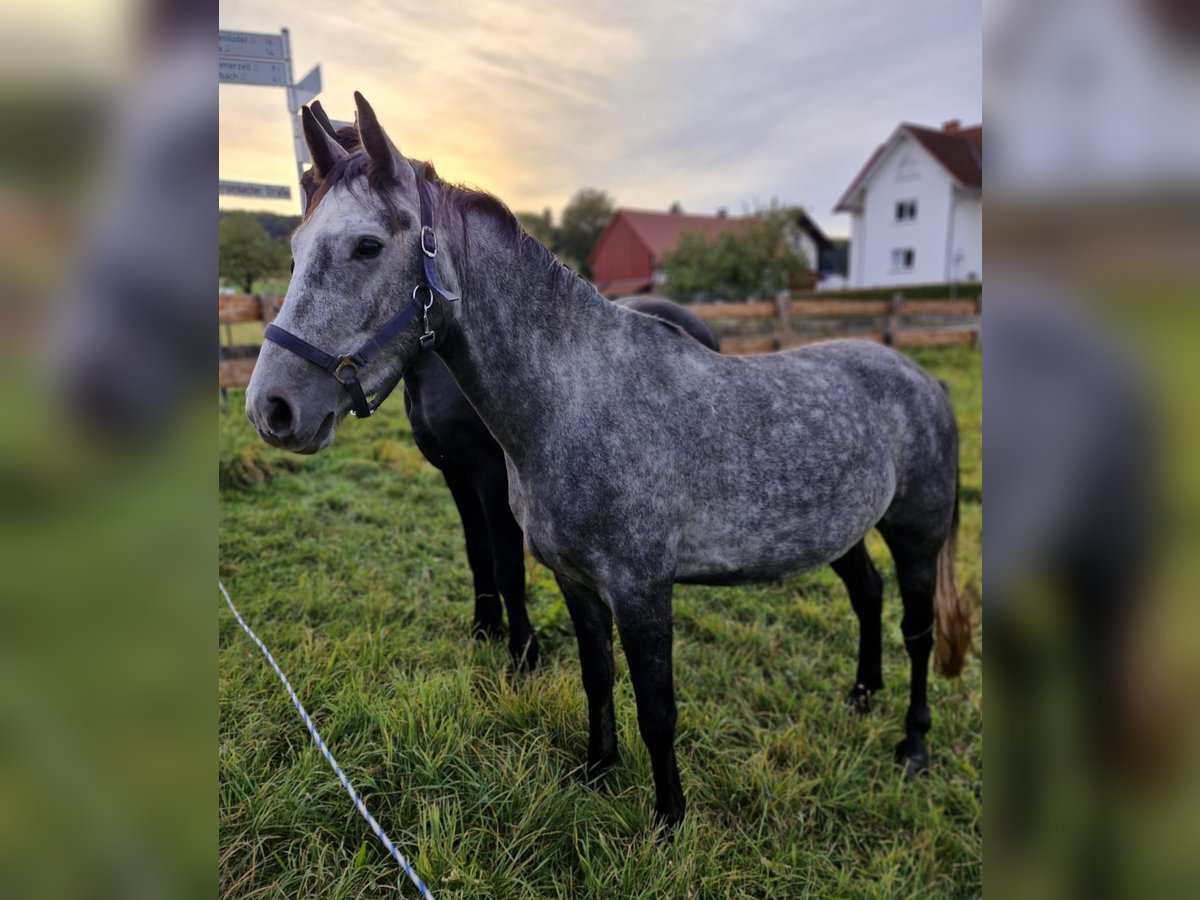 Belgijski koń sportowy Wałach 4 lat 150 cm Siwa in Hünfeld