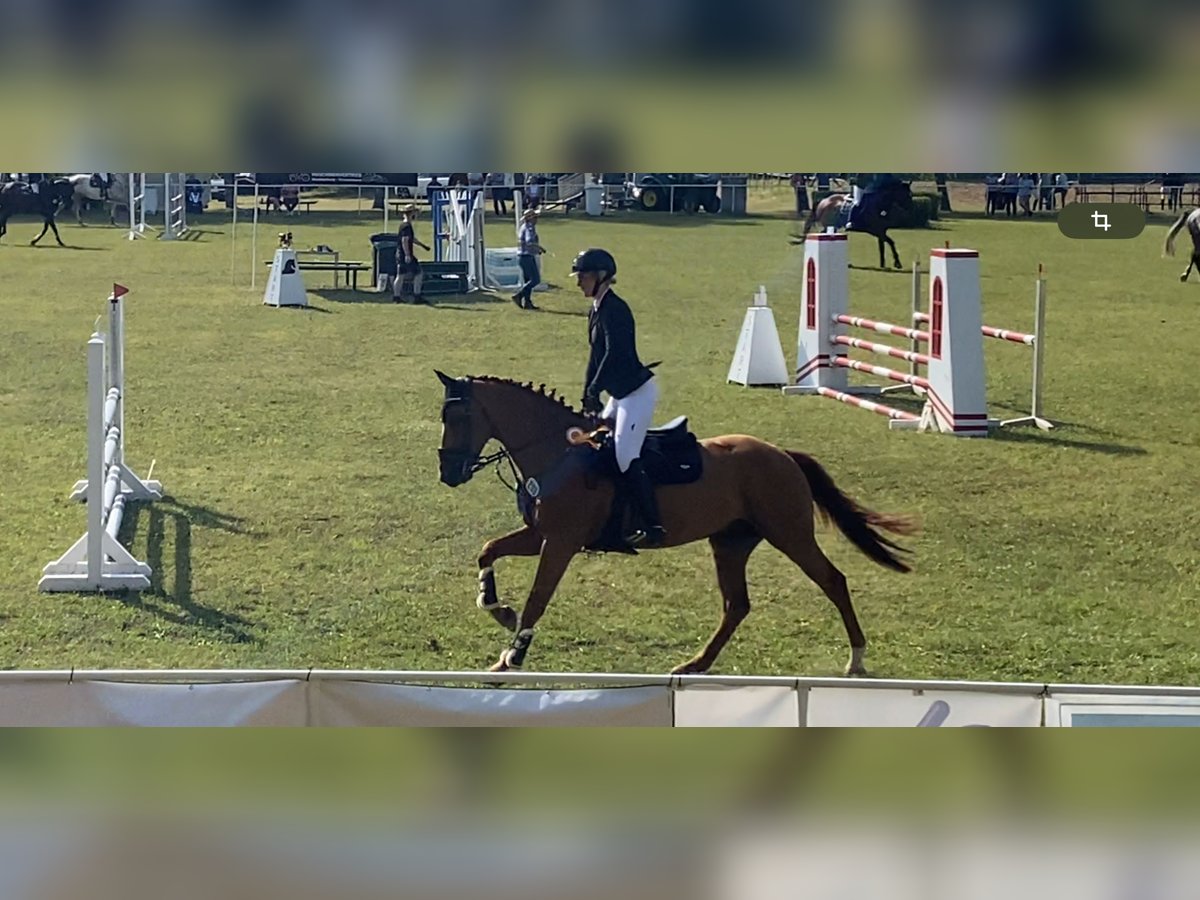 Belgijski koń sportowy Wałach 6 lat 168 cm Kasztanowata in Stralsund