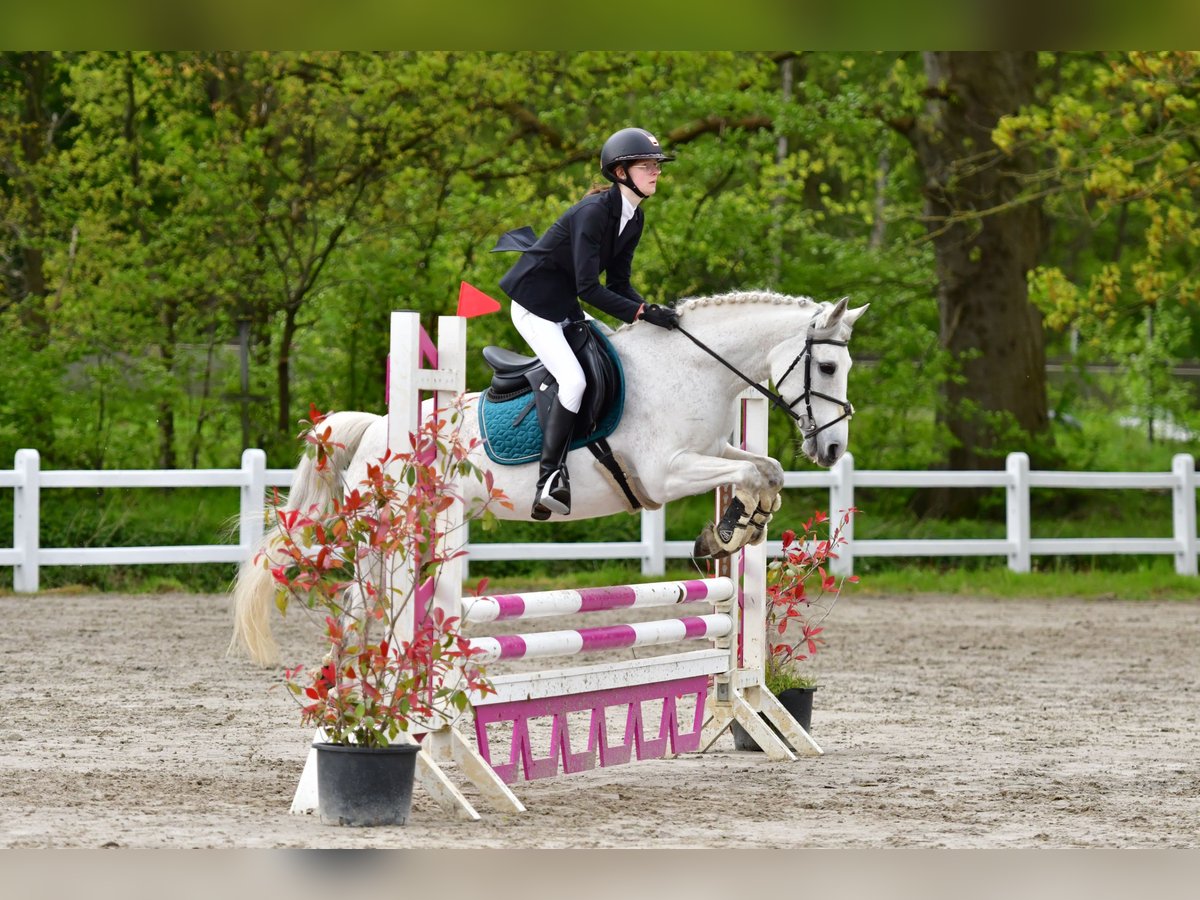 Belgijski wierzchowy Klacz 16 lat 145 cm Siwa in Sijsele