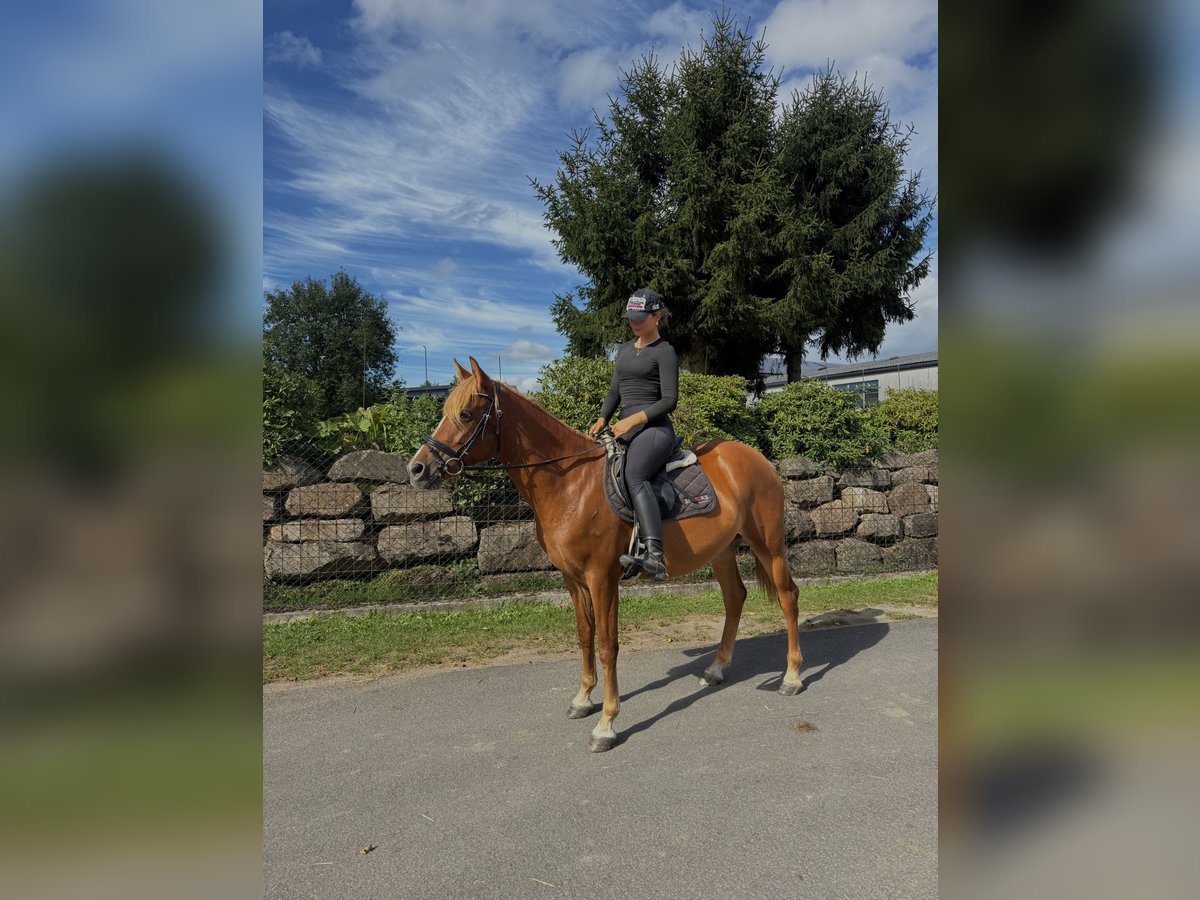 Belgijski wierzchowy Klacz 4 lat 152 cm Kasztanowata in FliedenFlieden
