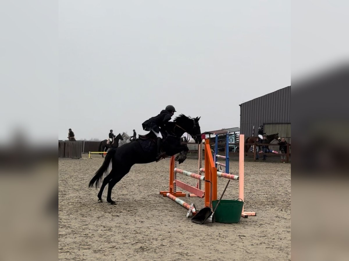 Belgijski wierzchowy Klacz 6 lat 148 cm Kara in Li&#xE8;ge