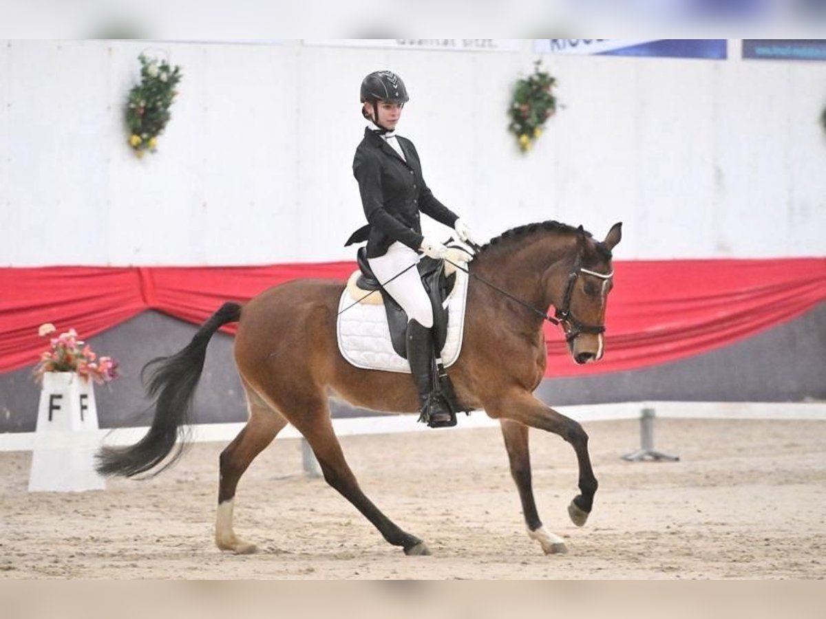 Belgijski wierzchowy Klacz 7 lat 145 cm Gniada in Arnemuiden