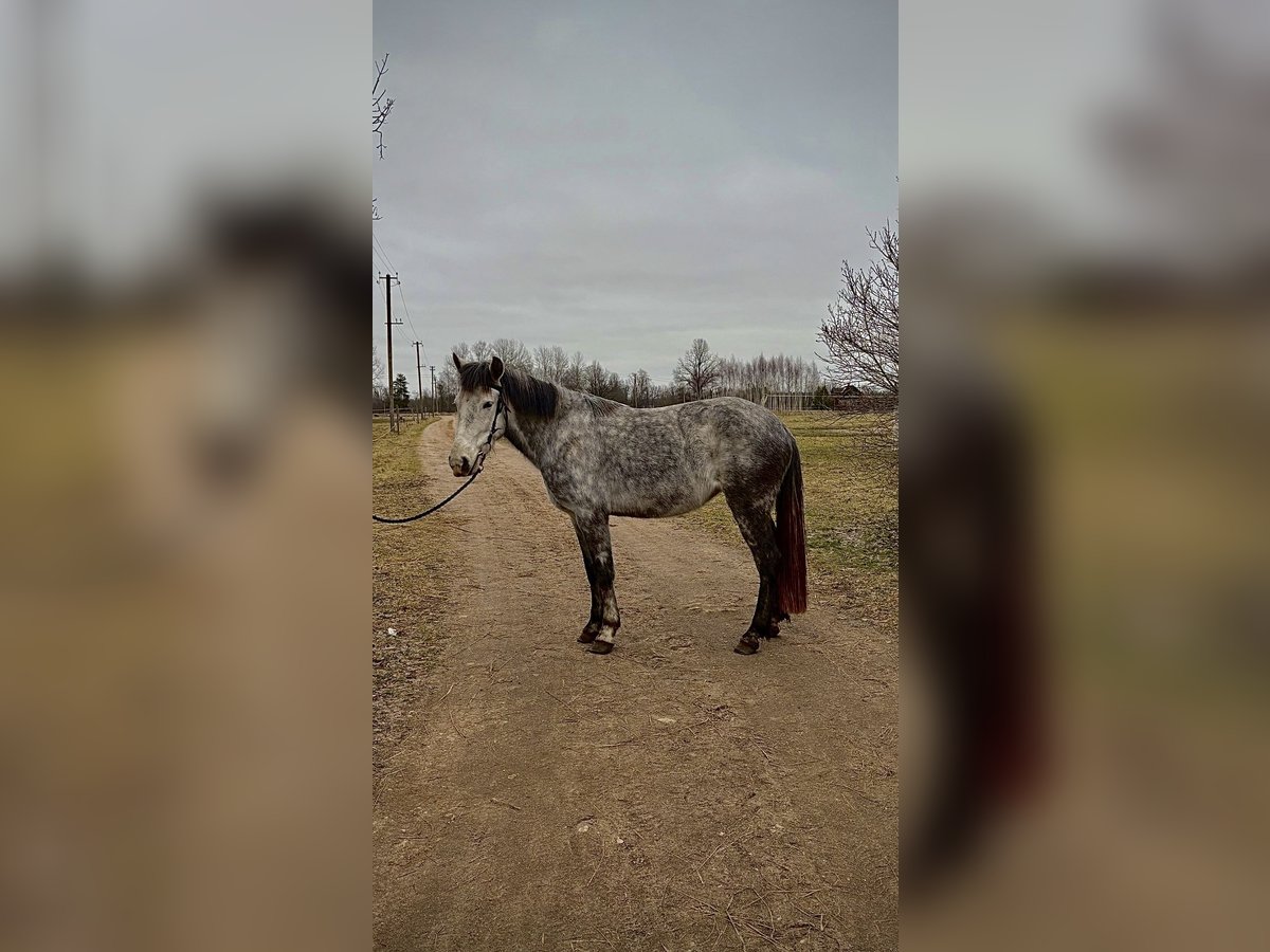 Belgijski wierzchowy Mix Klacz 7 lat 146 cm Siwa in Cesvaine