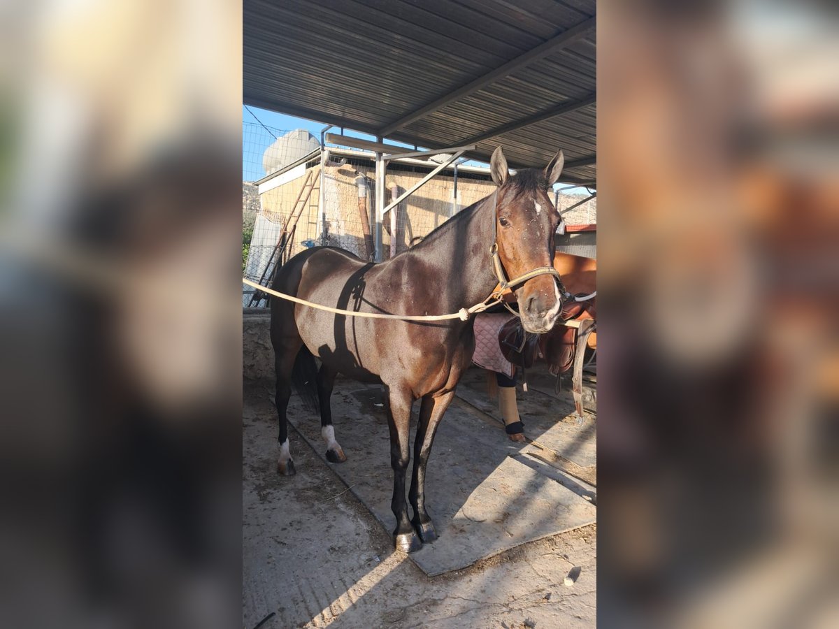 Belgijski wierzchowy Klacz 7 lat 148 cm Ciemnogniada in Solarino