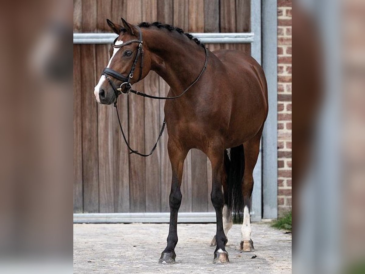 Belgijski wierzchowy Klacz 9 lat 147 cm Gniada in Hasselt