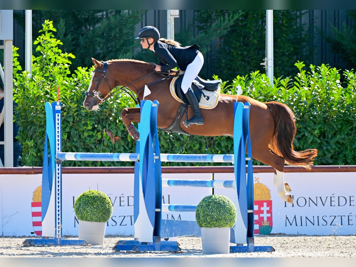 Belgijski wierzchowy Wałach 12 lat 149 cm Ciemnokasztanowata in Tök