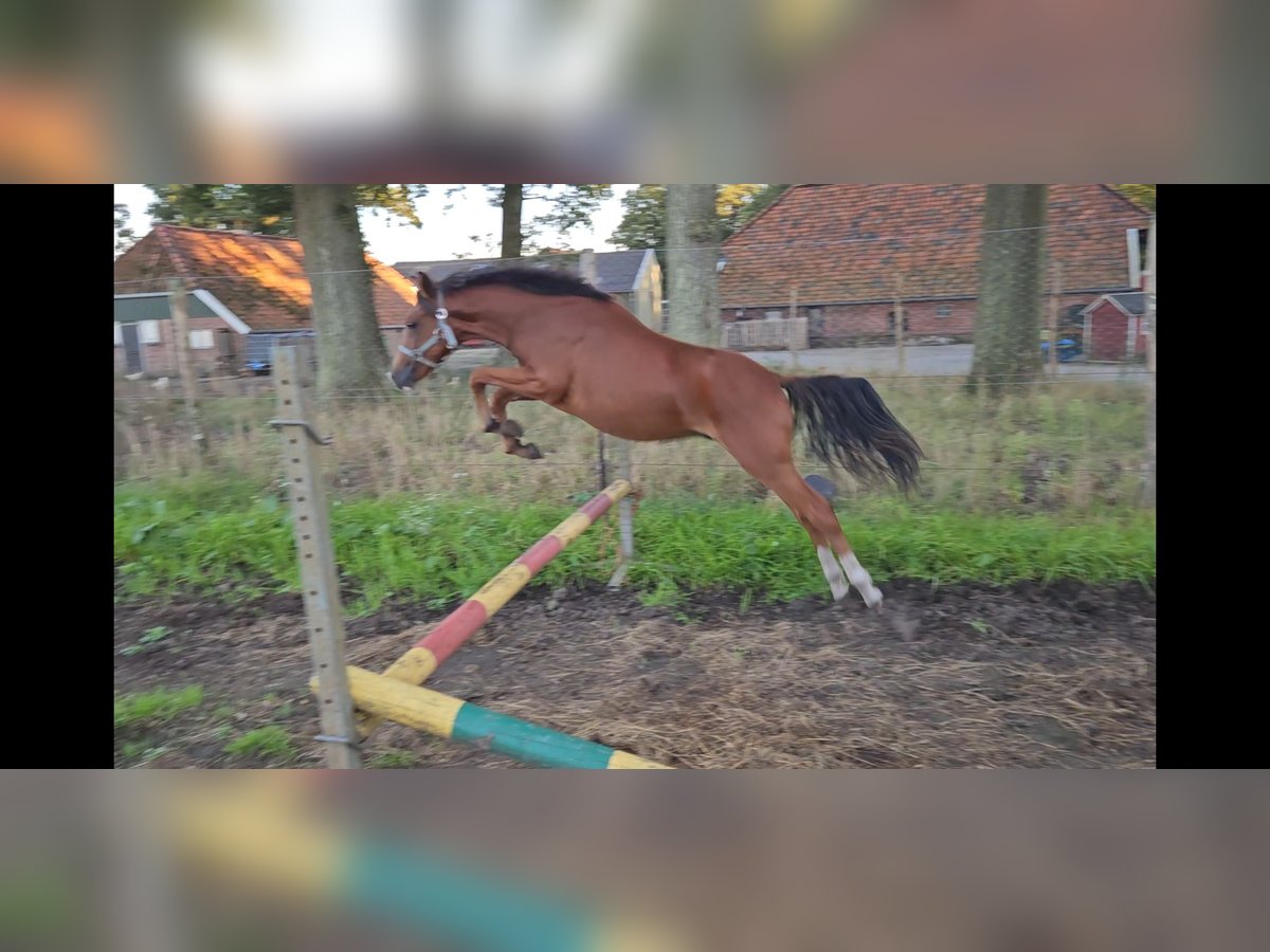 Belgisch Sportpaard Hengst 1 Jaar Bruin in Borne