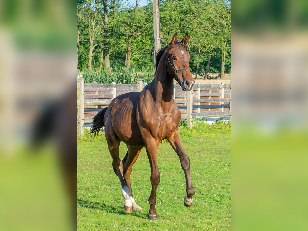 Belgisch Sportpaard Hengst 1 Jaar Donkerbruin in Geel