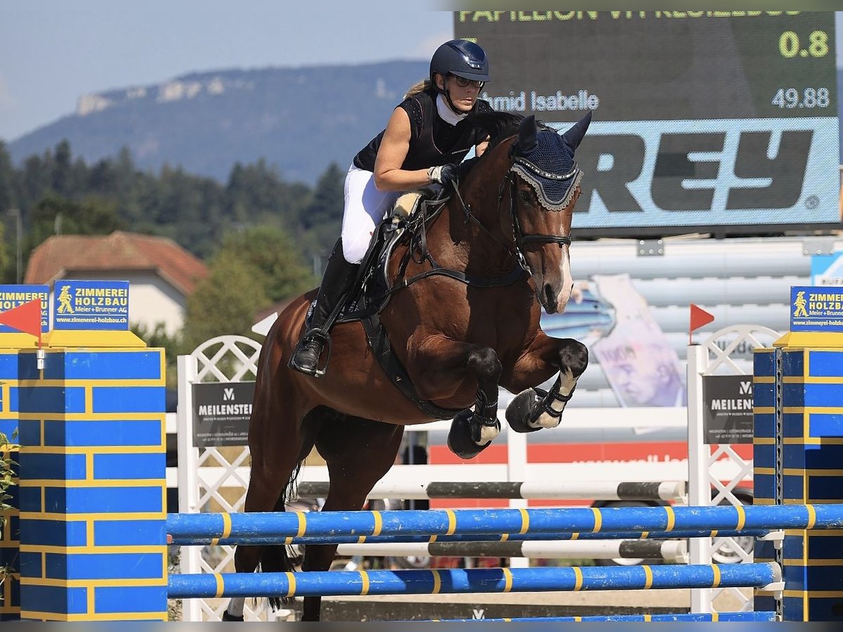 Belgisch Sportpaard Merrie 10 Jaar 172 cm Donkerbruin in Muri AG