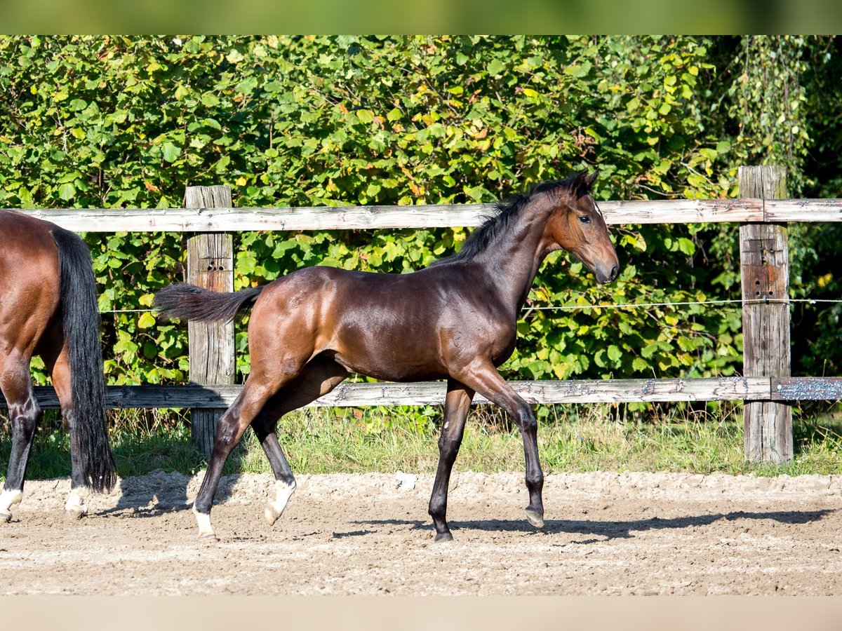 Belgisch Sportpaard Merrie 1 Jaar 172 cm Donkerbruin in Pelt Belgisch Sportpaard Merrie 1 Jaar 172 cm Donkerbruin in Pelt