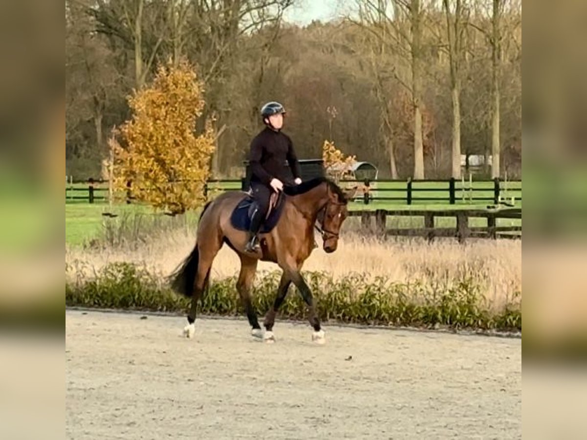 Belgisch Sportpaard Merrie 4 Jaar 164 cm Bruin in Sint-Katherina-LombeekTeran