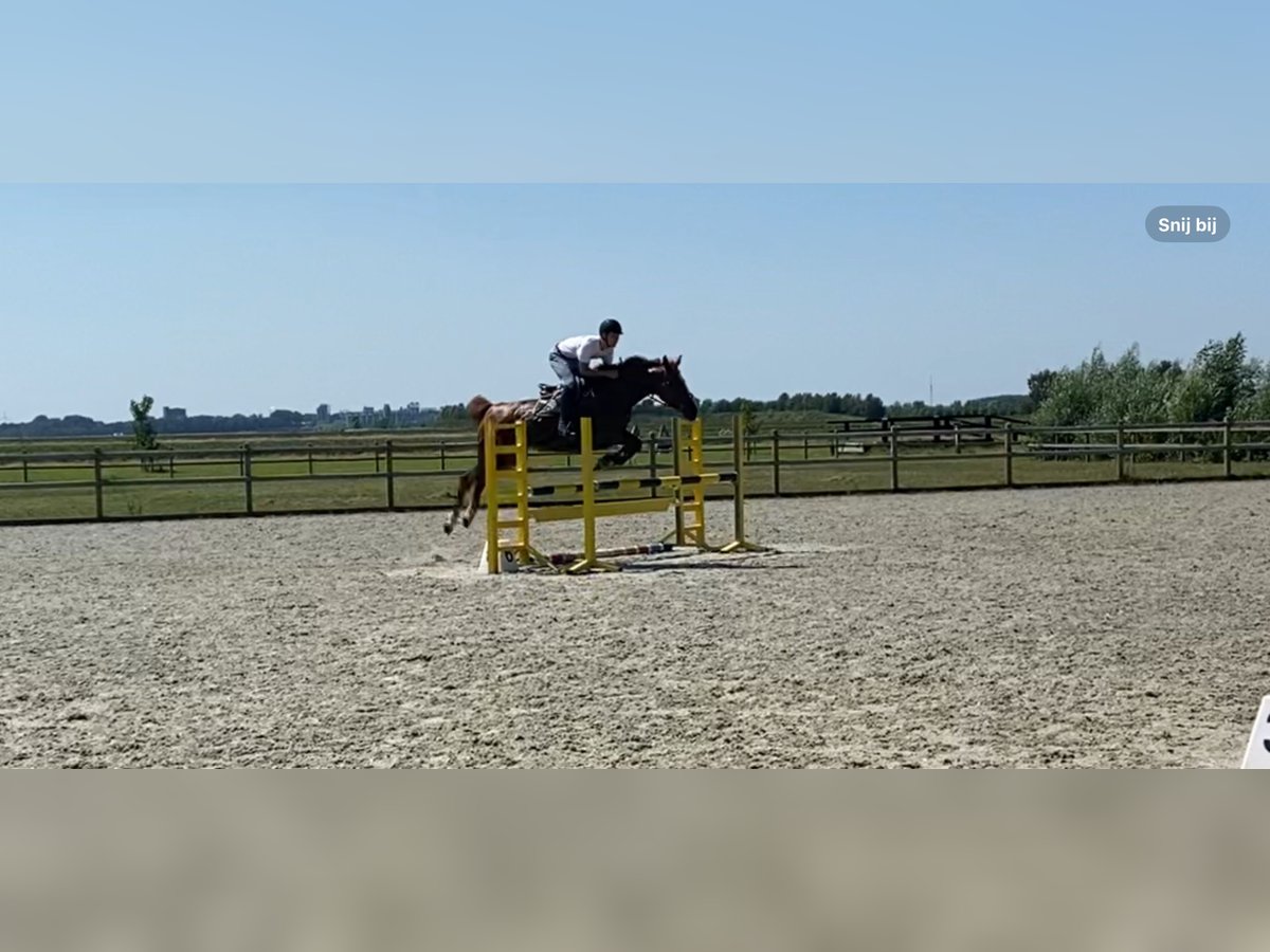 Belgisch Sportpaard Merrie 6 Jaar 165 cm Roodvos in Wachtebeke