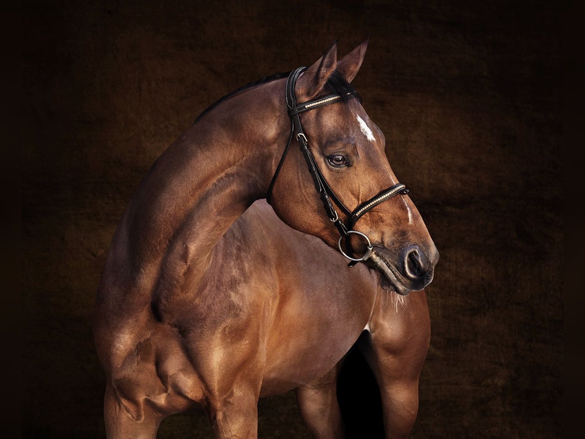 Belgisch Sportpaard Merrie 7 Jaar 167 cm Bruin in GROTE-BROGEL