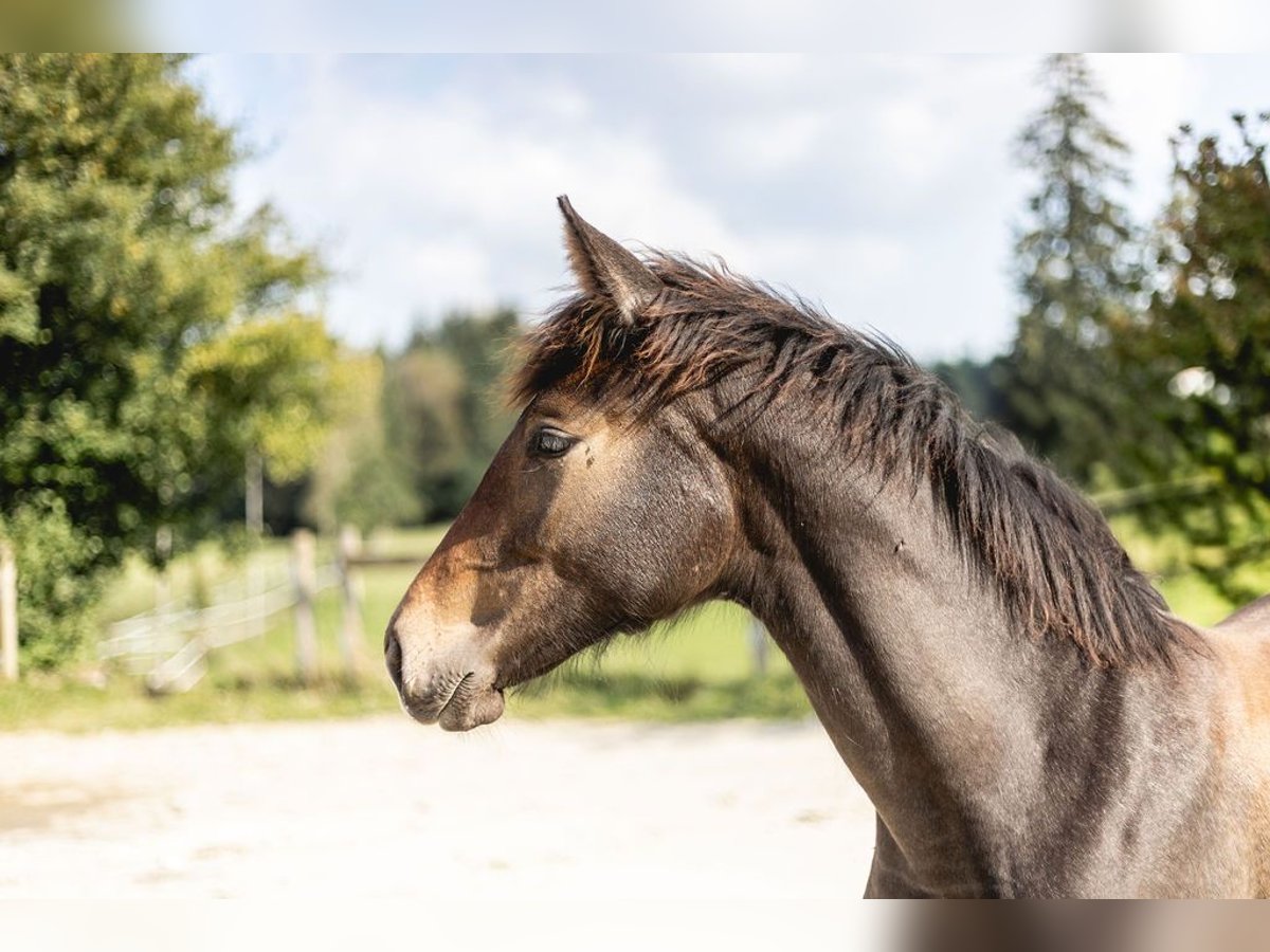 Belgisch Sportpaard Merrie veulen (03/2024) kan schimmel zijn in Vielsalm