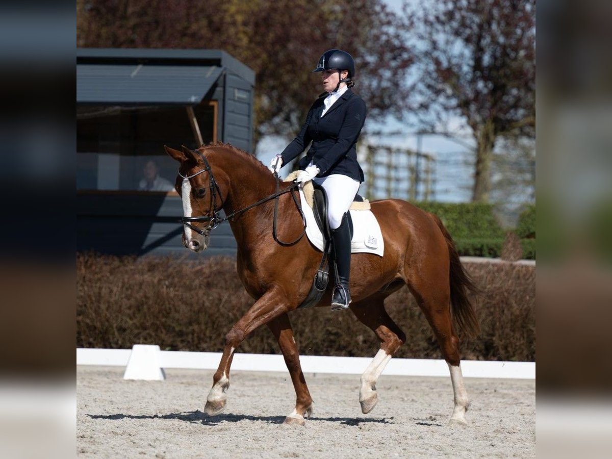 Belgisch Sportpaard Ruin 11 Jaar 169 cm Vos in Kranenburg