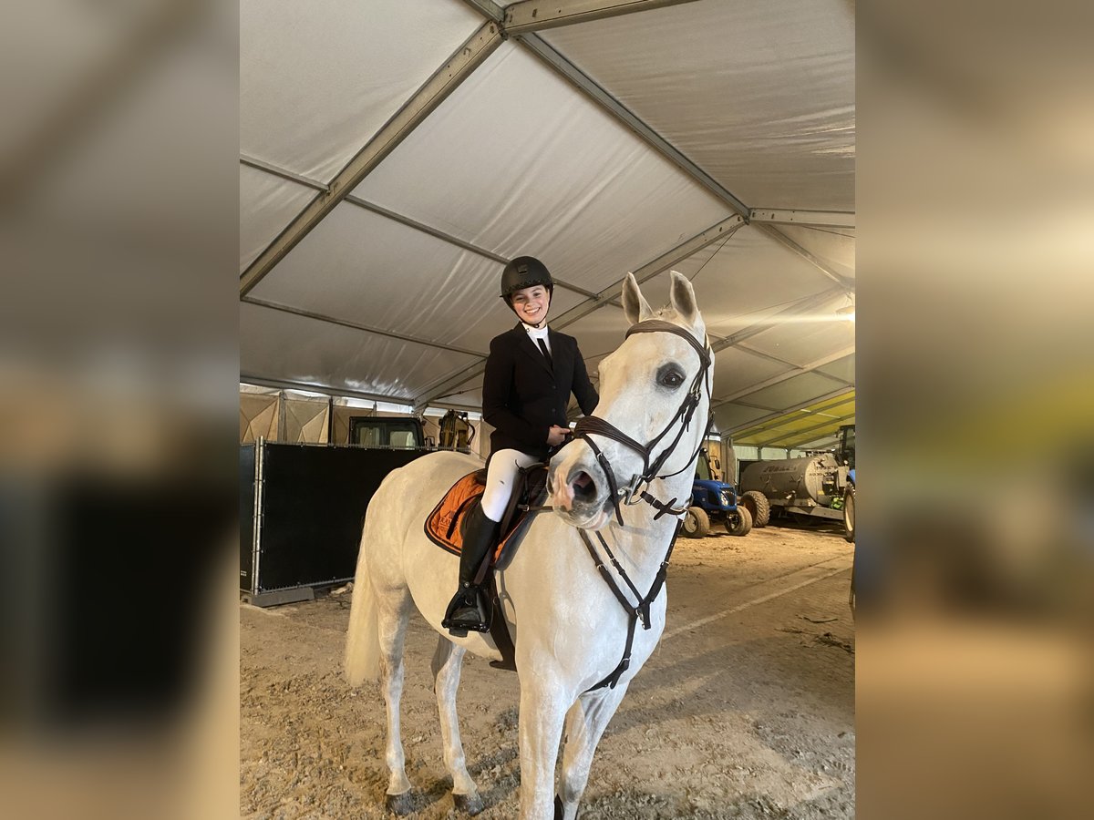 Belgisch Sportpaard Ruin 14 Jaar 164 cm Schimmel in Putte