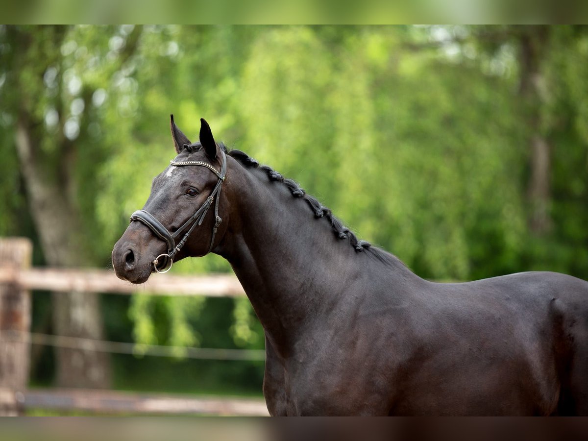 Belgisch Sportpaard Ruin 5 Jaar 176 cm Zwartbruin in Pelt