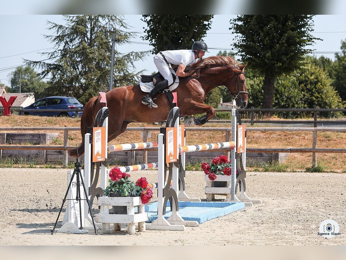 Belgisch Sportpaard Ruin 6 Jaar 167 cm Vos in Bern Belgisch Sportpaard Ruin 6 Jaar 167 cm Vos in Bern