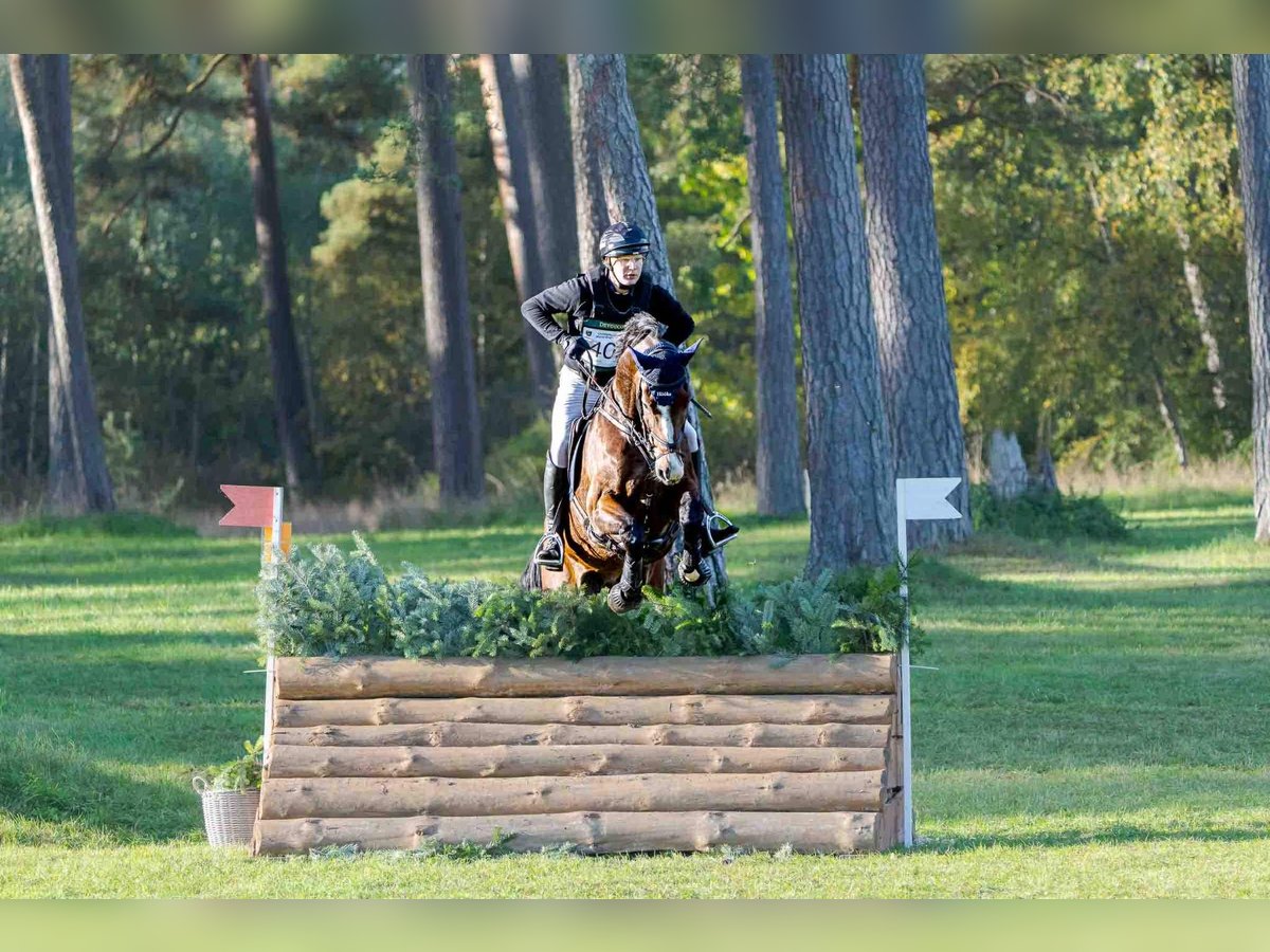 Belgisch Sportpaard Ruin 7 Jaar 178 cm Bruin in Suhlendorf