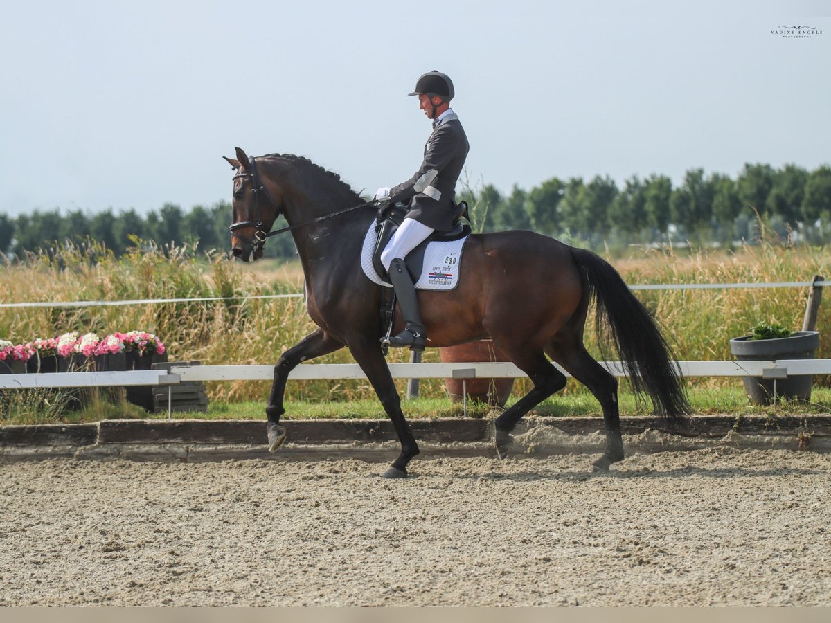 Belgisch Sportpaard Ruin 9 Jaar 173 cm Donkerbruin in Sint Philipsland