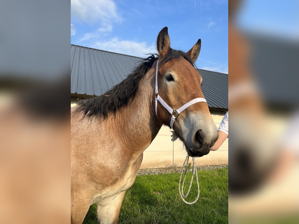 Belgisch trekpaard Hengst 1 Jaar 154 cm Appelschimmel in Kaprijke