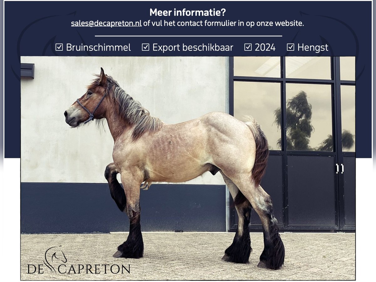 Belgisch trekpaard Hengst 1 Jaar in Aalst