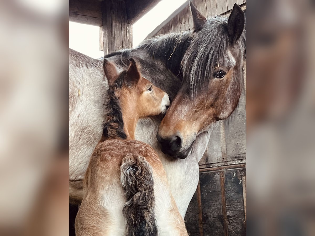 Belgisch trekpaard Hengst 1 Jaar Roan-Bay in Sleidinge