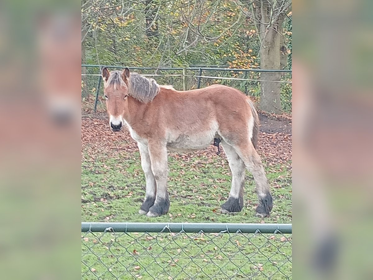 Belgisch trekpaard Hengst veulen (05/2024) 170 cm Bruin in Schijndel