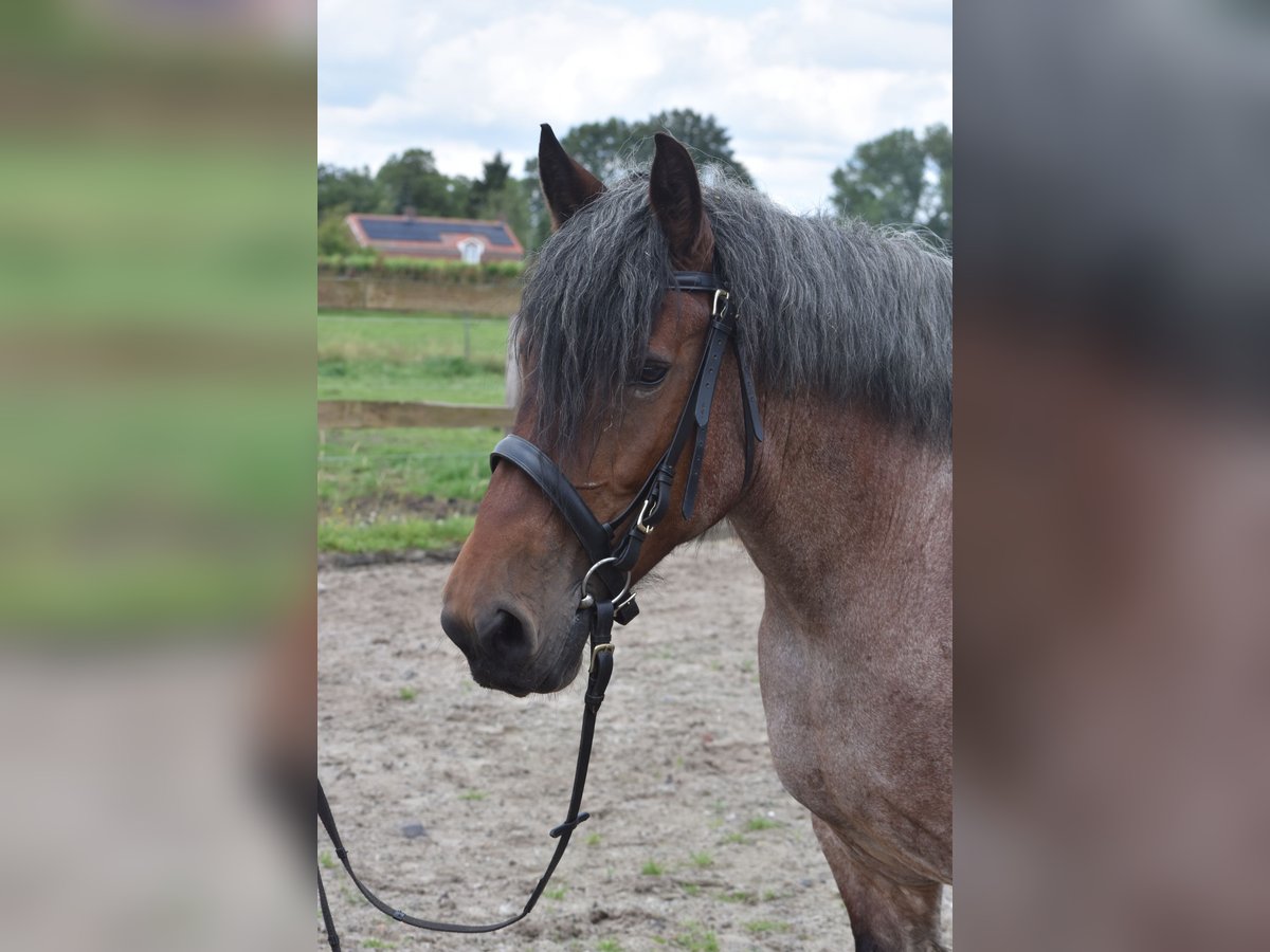 Belgisch trekpaard Merrie 15 Jaar 158 cm Roan-Bay in Achtmaal