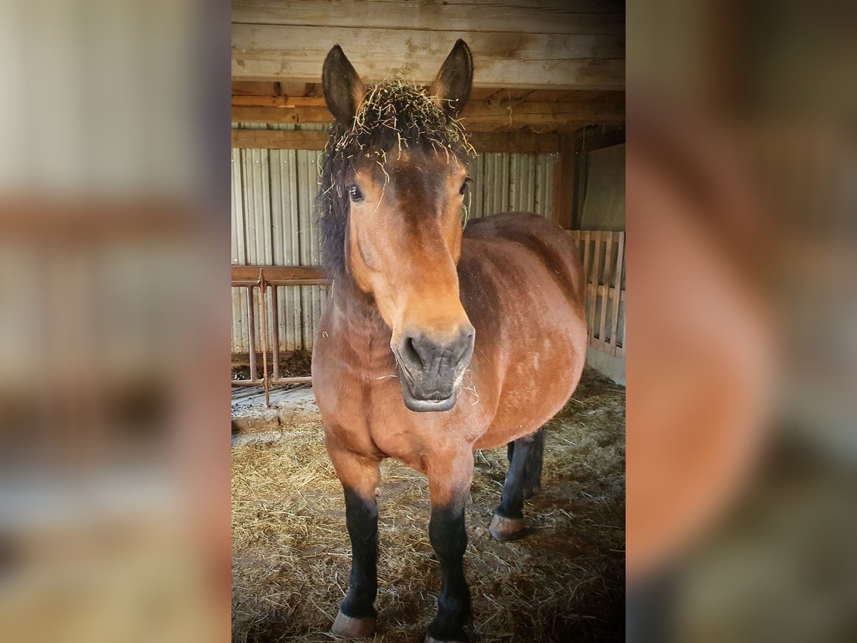 Belgisch trekpaard Merrie 15 Jaar 160 cm Donkere-vos in Bad Brückenau