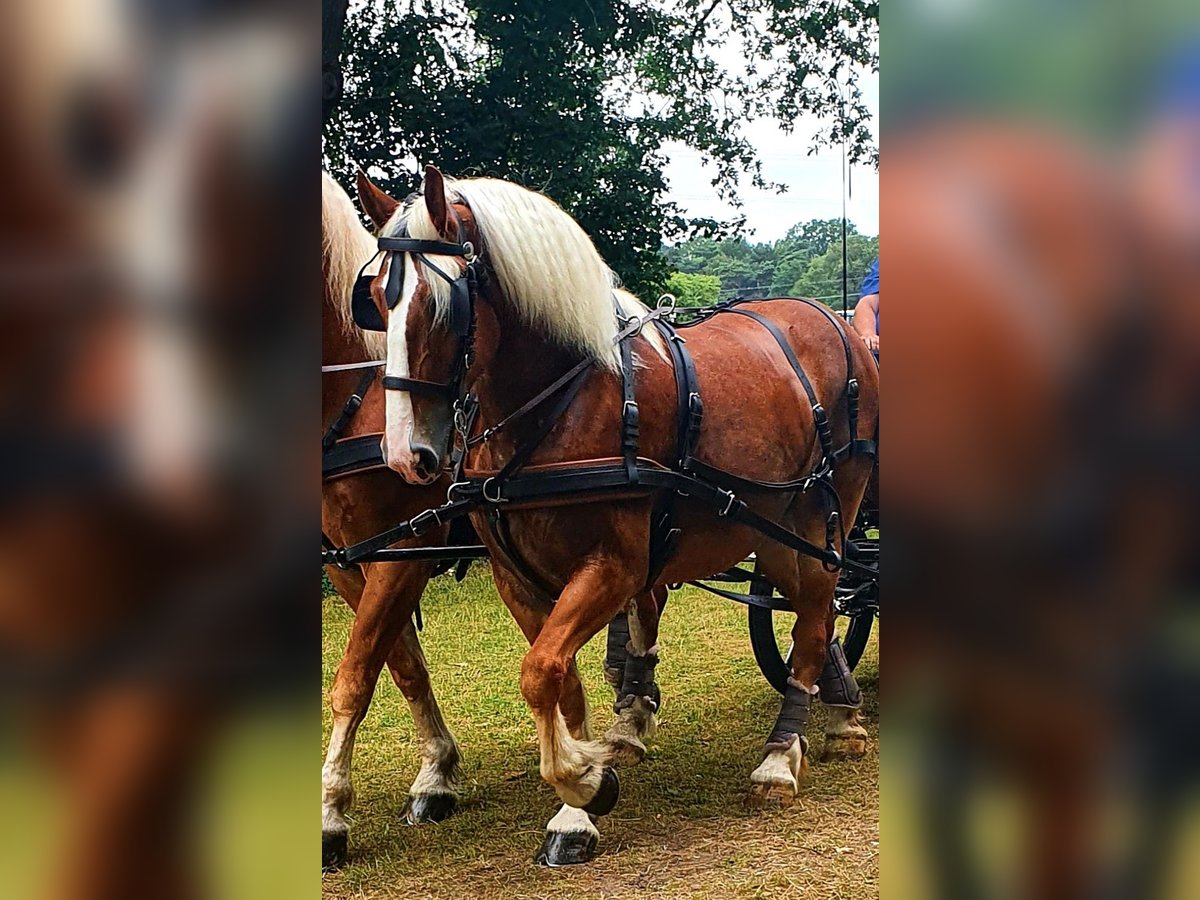 Belgisch trekpaard Merrie 7 Jaar in Rosendahl