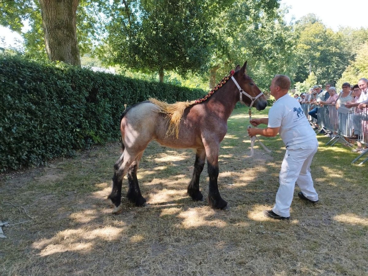 Belgisch trekpaard Merrie veulen (04/2024) Roan-Bay in Oosteeklo