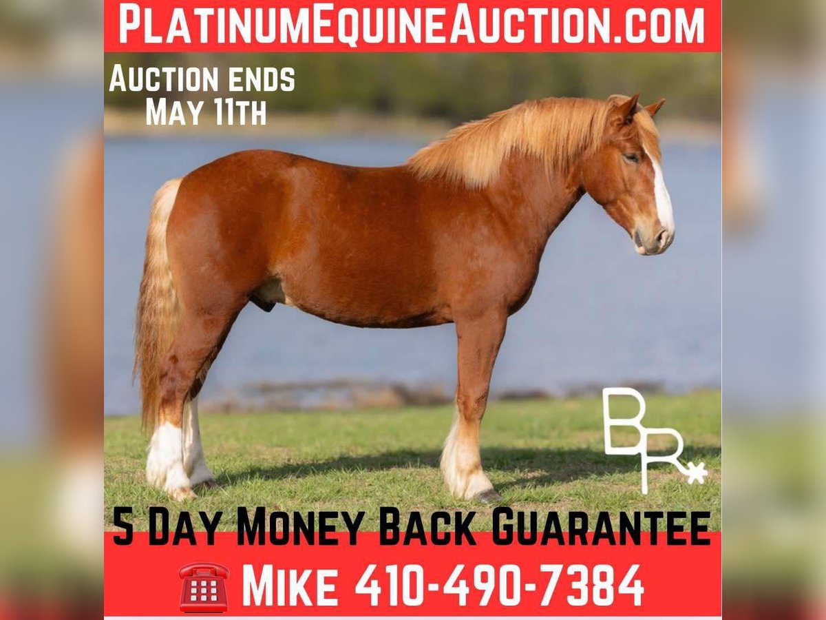 Belgisch trekpaard Ruin 5 Jaar 152 cm Roodvos in Mountain Grove MO