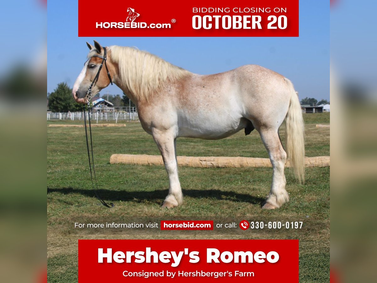 Belgisch trekpaard Mix Ruin 7 Jaar 165 cm Roan-Red in Millersburg